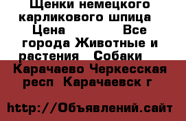 Щенки немецкого карликового шпица › Цена ­ 20 000 - Все города Животные и растения » Собаки   . Карачаево-Черкесская респ.,Карачаевск г.